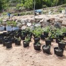 완성농장 이미지