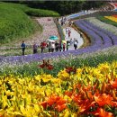 태안100만송이 튜울립 축제 모집안내 이미지