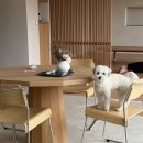 빌라반우 이미지