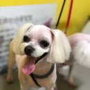 퍼피몽몽 이미지