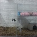 까칠이돼지 이미지