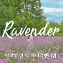(주)힐링팜 | 고성 아이와 가볼만한 곳 | 하늬라벤더팜 내돈내산 후기