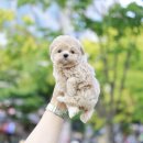 미니펫 강아지분양 고양이분양 강남점 이미지