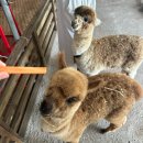 대망목장 이미지