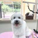 오도르봉 이미지