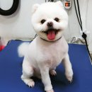 몽몽이 애견미용 이미지