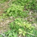 농장 천지인 이미지