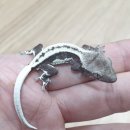 라피스게코 이미지