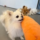 모여라 | 반려견 사회성 훈련 위해 찾은 &#39;대구애견유치원&#39; 모여라솜뭉치 후기~!!