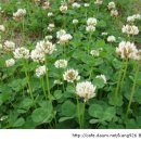 네잎클로버 이미지