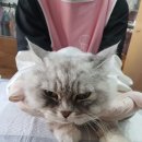 고양이 무마취 미용전문 이미지