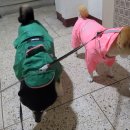 재미나개 이미지