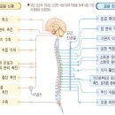 정신신경면역계 - 자율신경계와 정신신경내분비계 이미지