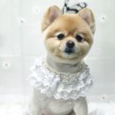 향동애견미용 이미지