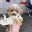 해피독 트레이닝스쿨 이미지