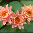 구봉산 가는길 이미지