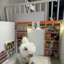 도그스테이 이미지