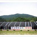 봉평메밀꽃막국수 티스토리