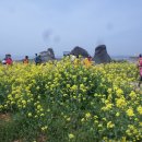 2023-04월22(토)충남 태안반도 꽃지해변 플라워파크 국내최대 튜울립축제-할미.할아비바위-안면도 수목원 이미지