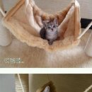 더지인 이미지