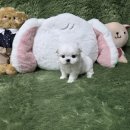 광주서구상무지역자활센터 화이트세탁 | 광주강아지분양 과정 포메라니안 입양 절차 후기