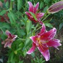 황우목장 이미지