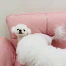 쿠이다르 이미지