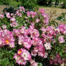 하늘농원민박 이미지