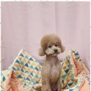 행복한 애견 미용 이미지