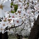 벚나무길 이미지