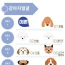 쓰담쓰담반려동물공예