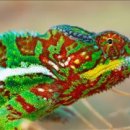 카멜레온 이미지