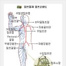 임파선(淋巴腺) - 림프선 이미지