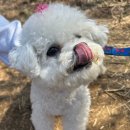 꽃강아지 | 진주가볼만한곳 내동매화숲 강아지랑 꽃구경하고 온 후기