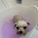 코멜리 펫샵 이미지