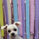 멍데렐라 이미지