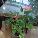 열미리보건진료소 이미지