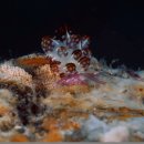 암초 위를 걷는 바다 민달팽이 이미지
