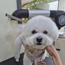 뽀솜이 이미지