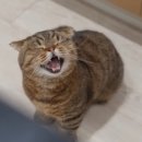카츠식당 이미지