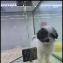 꿈꾸는강아지 이미지