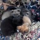 강아지와 고양이 이미지