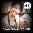 대구 펫 택시 이미지