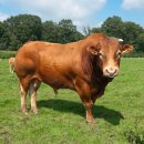 소 이야기 이미지