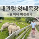 GS25평화푸른점 | 대관령 양떼목장 가족여행 후기 강원 평창 아이랑 가볼만한