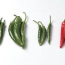빨간고추 이미지