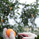 경향농장 이미지