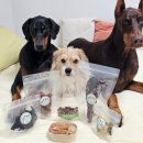 꼬숩당개 이미지