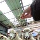 황우목장 이미지