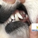 Dr.dog동물의료센터 이미지